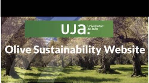 Sustainability in the Olive Sector